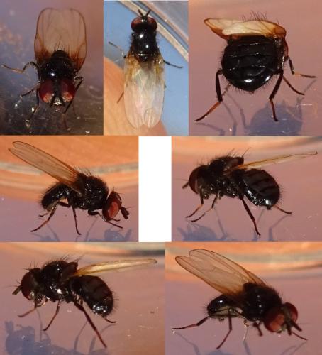 Lonchaea sp.
